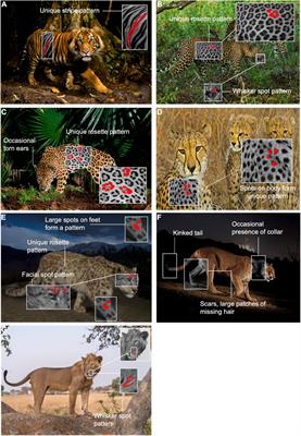 Frontiers | Individual Identification of Large Felids in Field